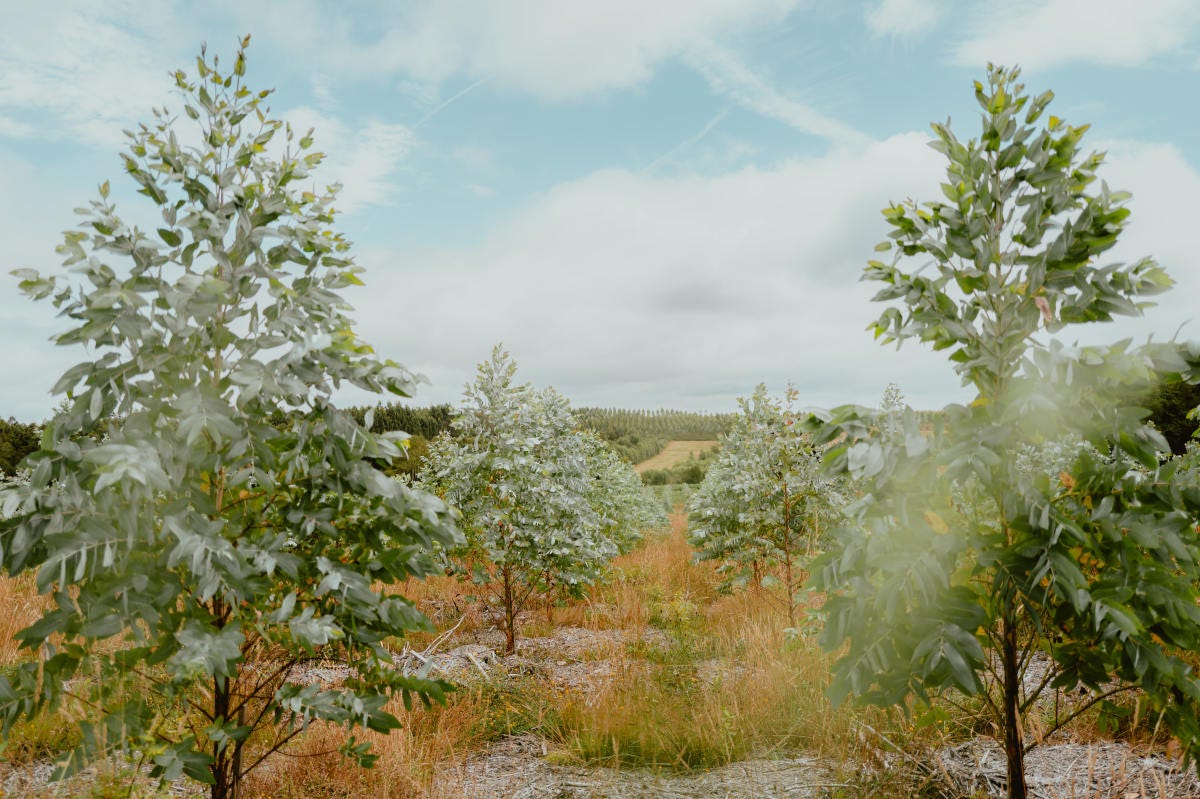 plantación de eucaliptos jóvenes