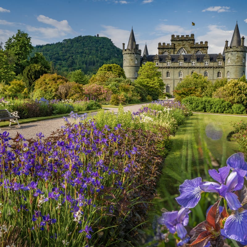 A garden with purple flowers and a castleDescription automatically generated