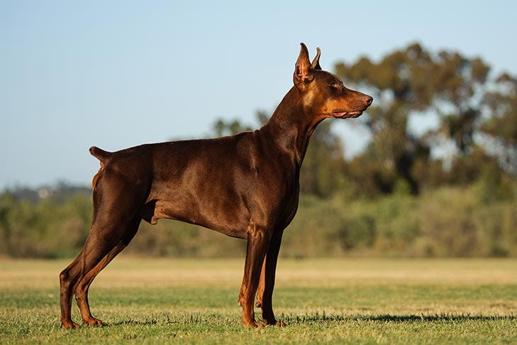 Doberman Pinscher Dog Breed Information