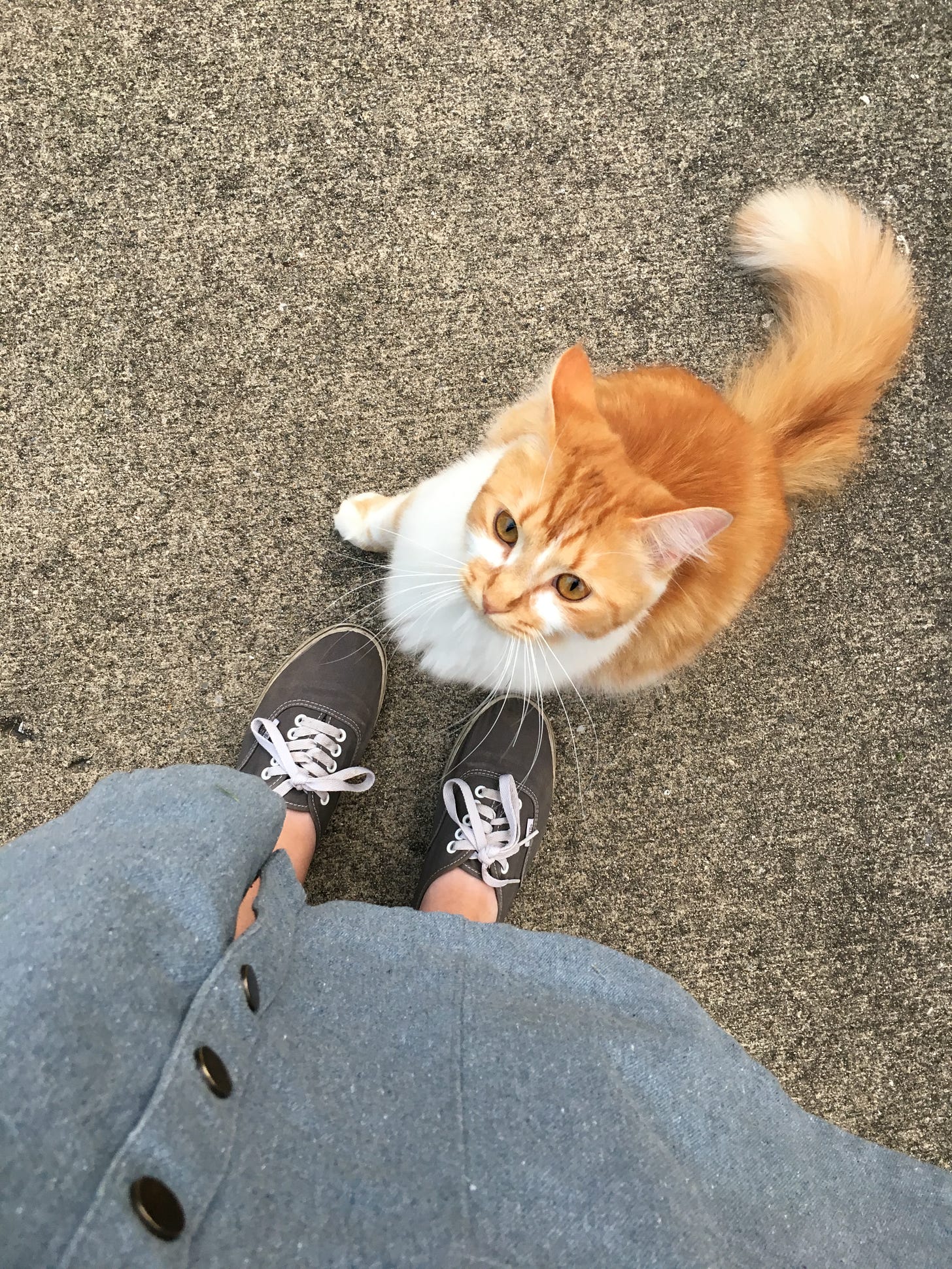 Orange and white cat sitting on sidewalk next to feet in gray sneakers