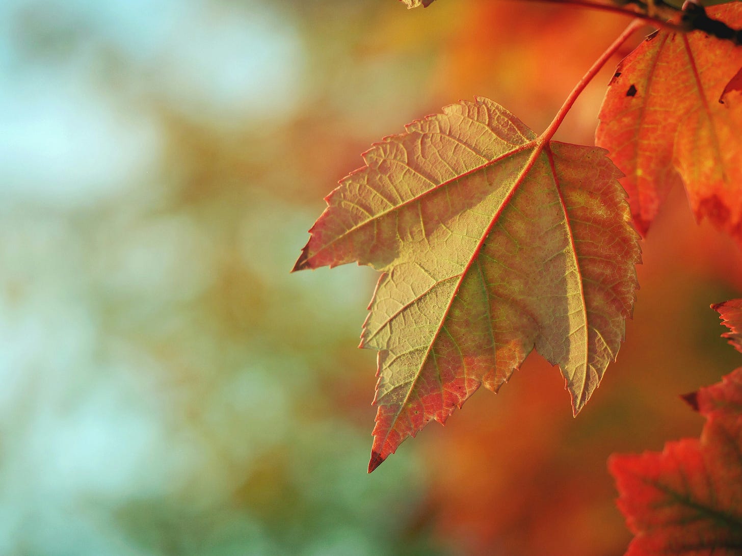 Niggle's Leaf on a Lovely Tree