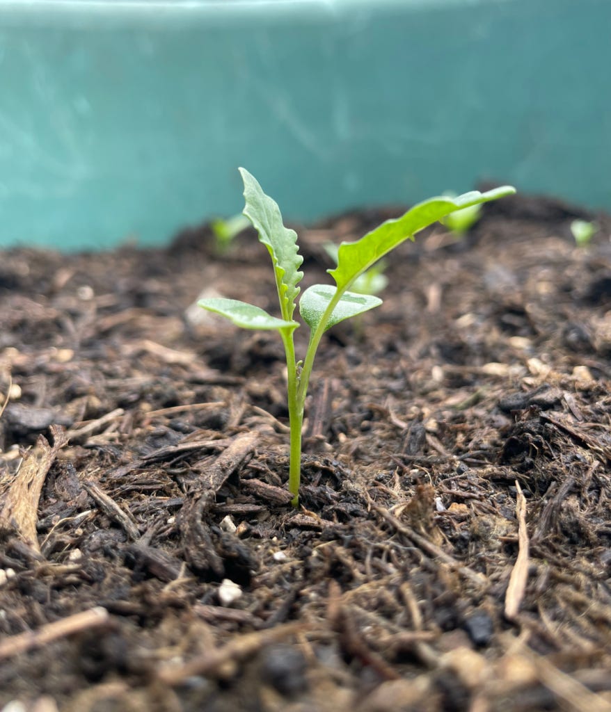 Picture of a small kale plant in a container