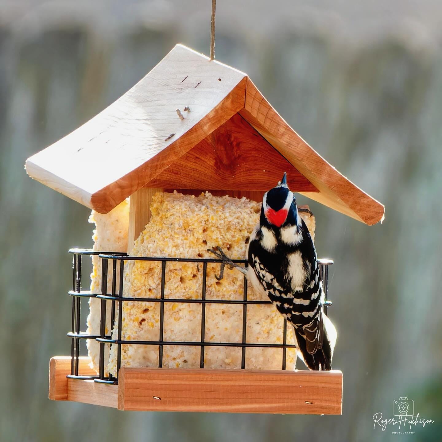 Photo by Deborah Farmer Kris on January 19, 2025. May be an image of woodpecker, bird feeder and text.