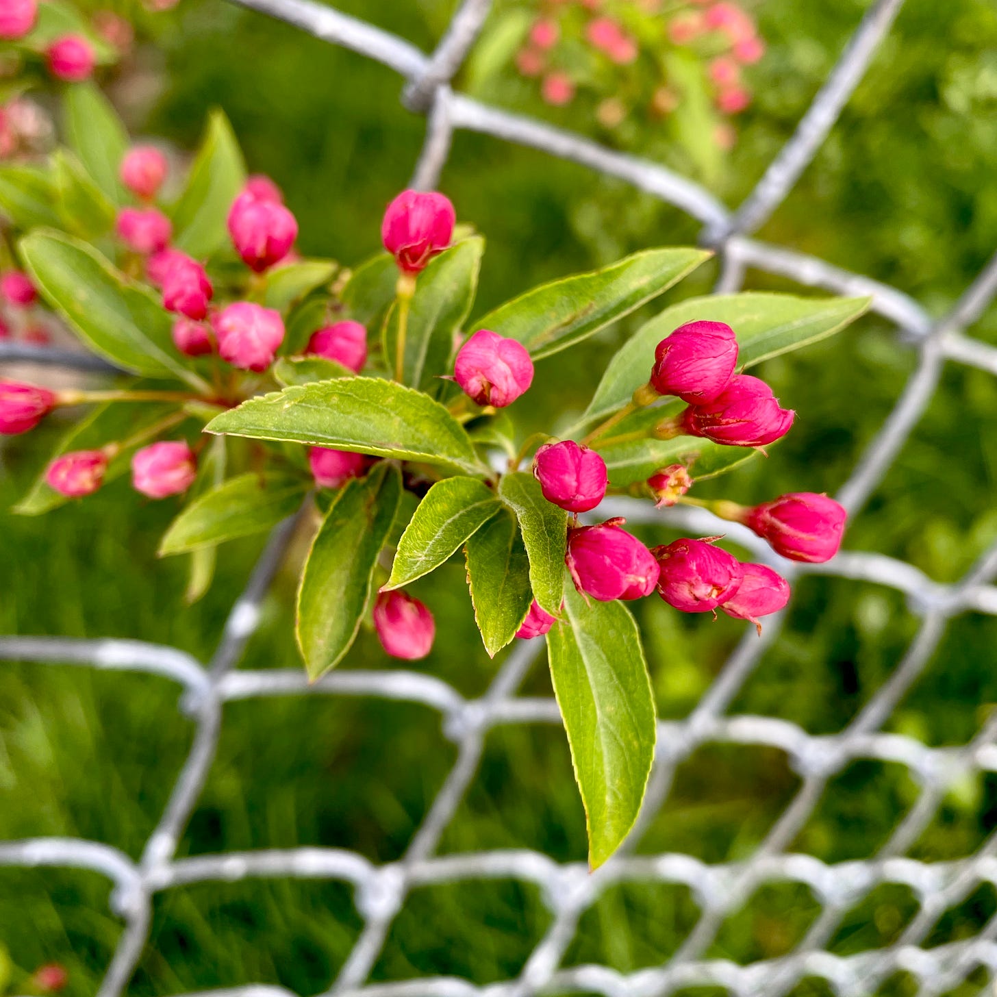 rich dark pink crabapple blossoms on a branch peeking through a chain link fence