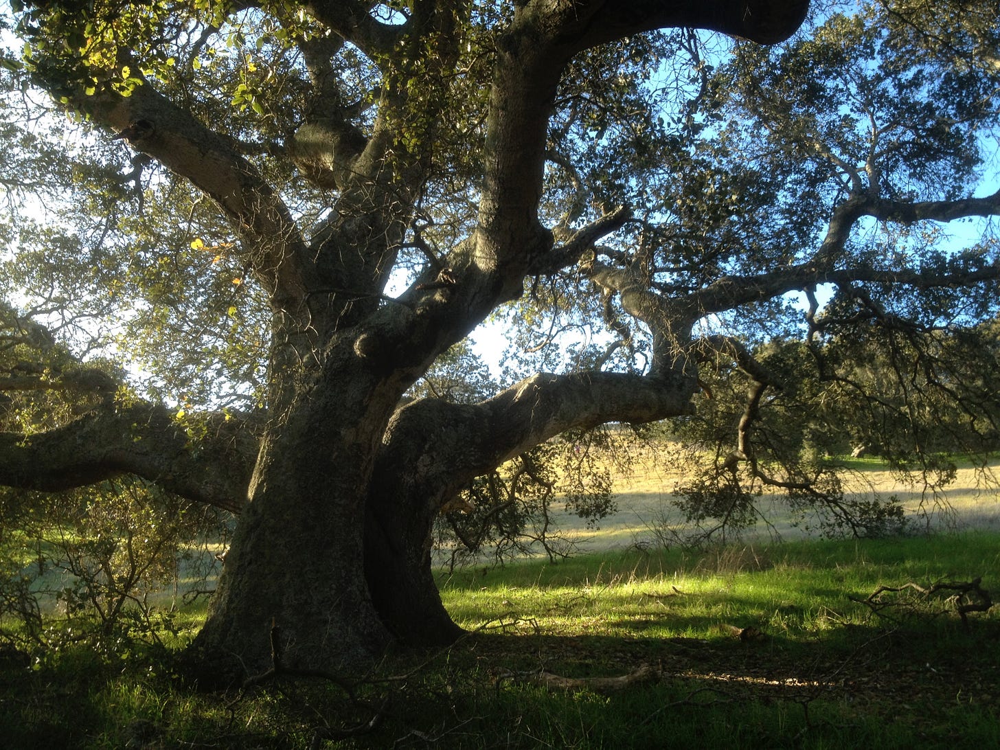 Large spreading live oak tree in the long shadows of late afternoon