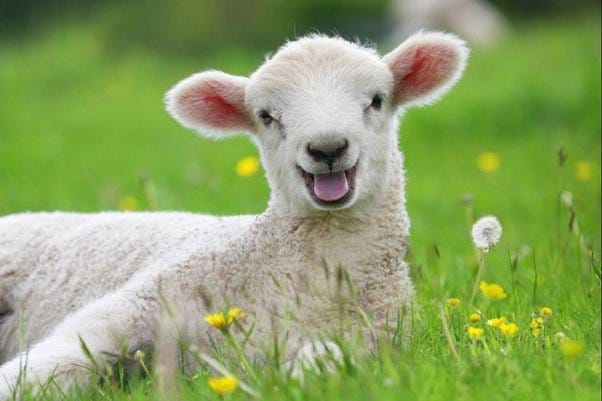 Why do people eat lambs when they are so cute? - Quora