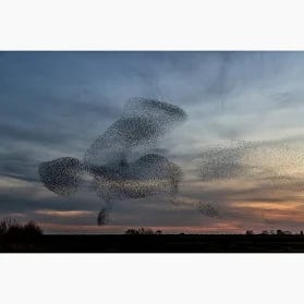 " Starling Murmuration " by Henk Bogaard Ebern Designs