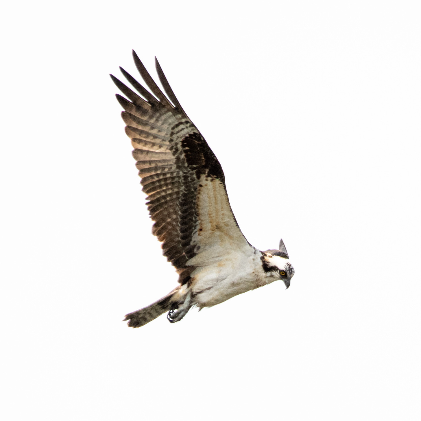 An osprey in flight, wings extended, eyes down as it hunts