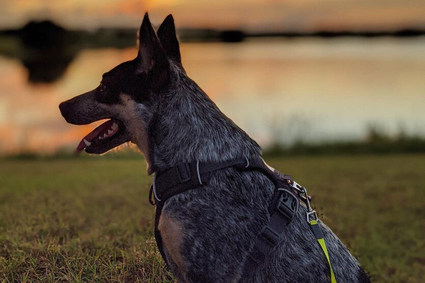 Scout the blue heeler looking into the distance during a beautiful Florida sunset