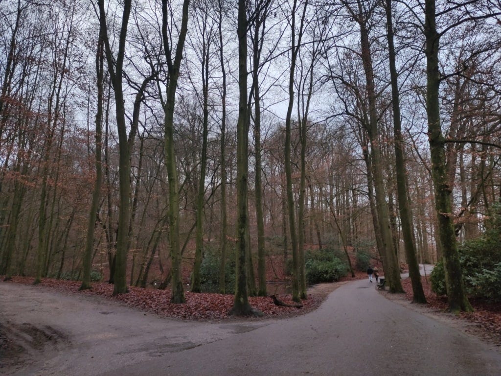 Trees and dark-red leaves surround two paths, the left-one mud, the right tarmac. The parkrun route takes the path to the right and goes uphill, bending right then left between trees.