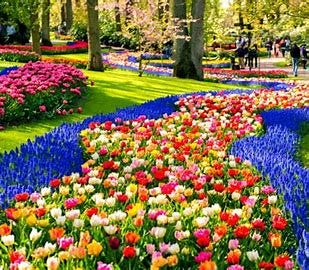 Image result for keukenhof images