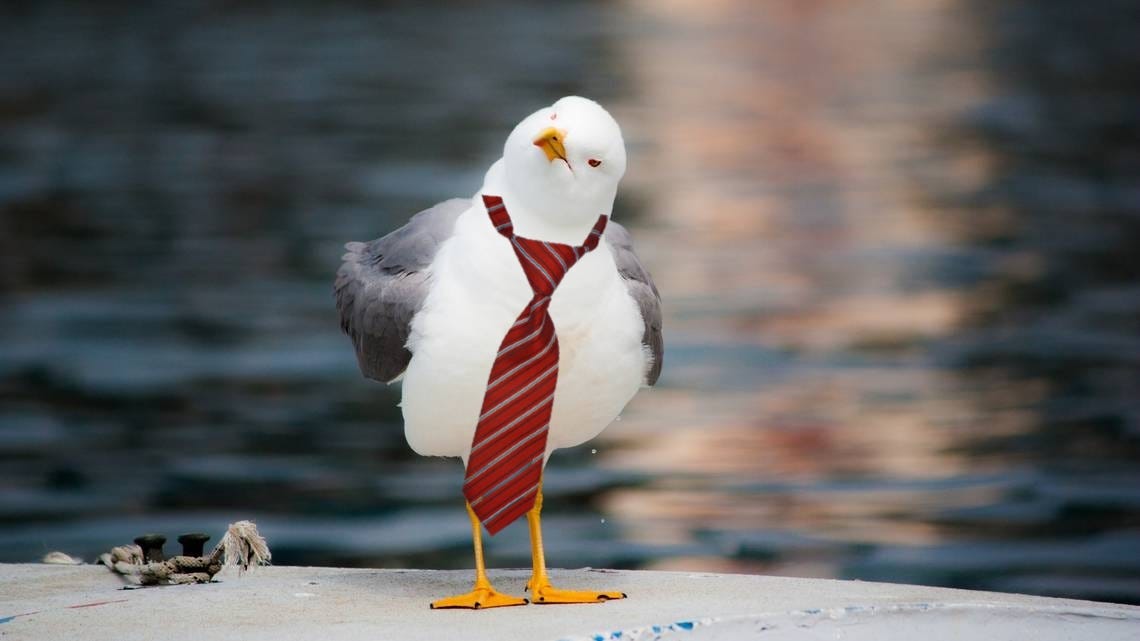 A seagull wearing a red and white tie. The tie is poorly photoshopped on, of course.