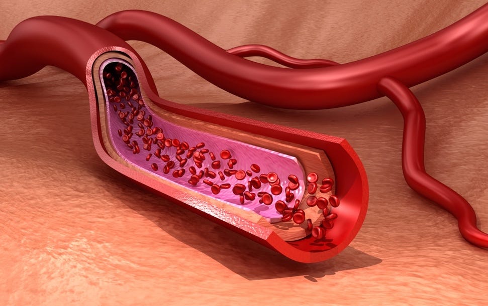 Blood vessel with red blood cells

Description automatically generated