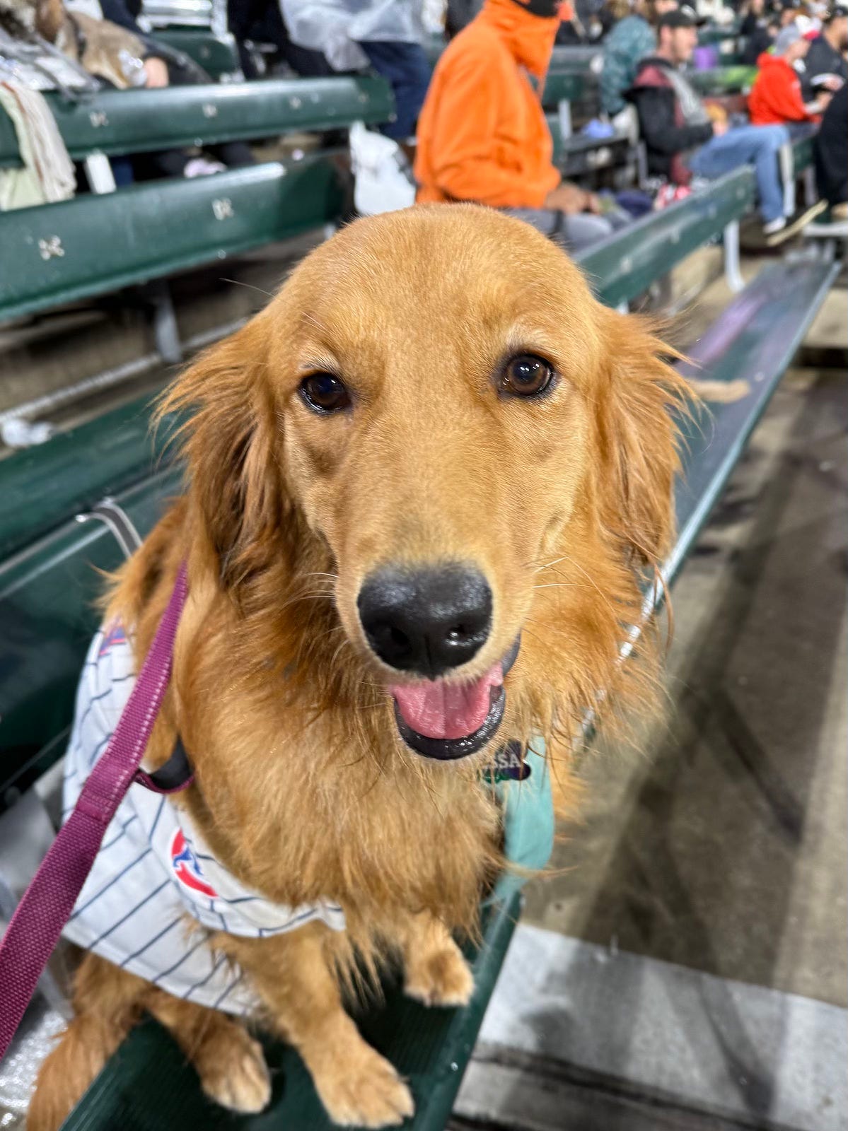 Photo of golden retriever in a Cubs pinstripe uniform sitting on a green bench at Wrigley Field.