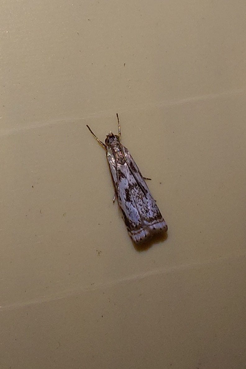 A small white moth with elaborate gold details on the wings, resting on a white wall.