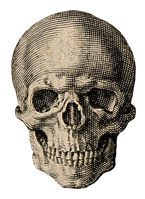 Engraving of a skull, looking forwards.
