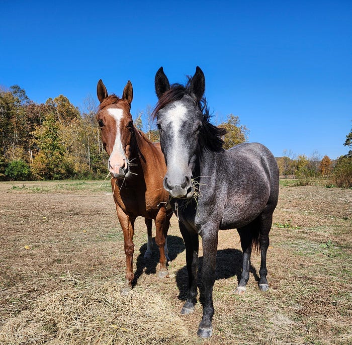 Two mares chomp on hay