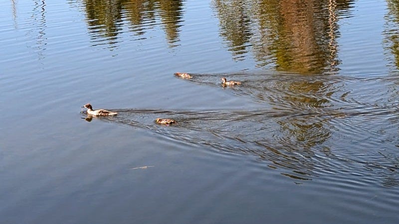 Four merganser ducks swimming in a pond with ripples behind them