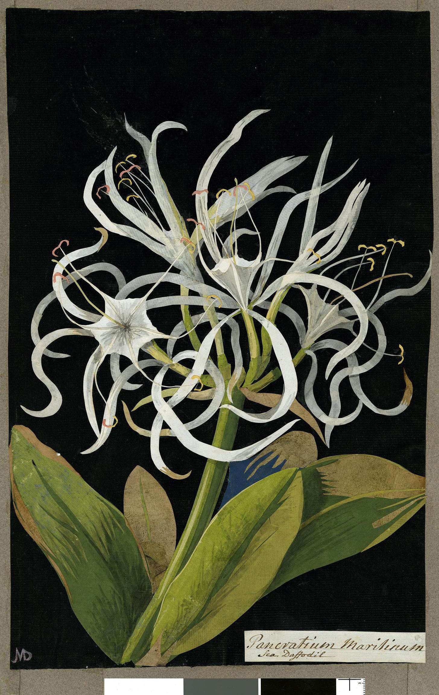 A scan of a botanical collage made of paper 