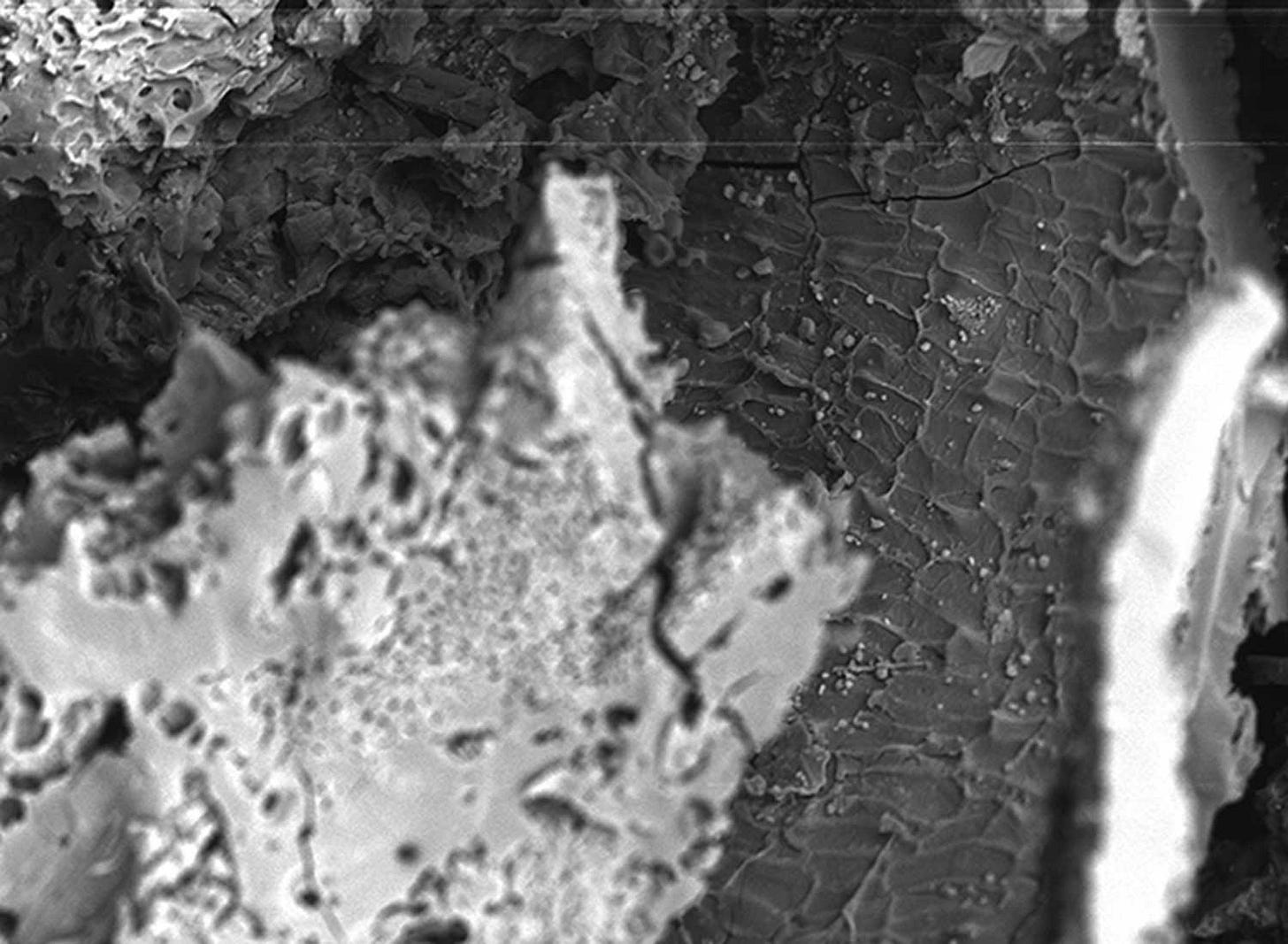 A micrograph with a grass leaf cell structure visible surrounded by chunky blobs of stuff A micrograph with a grass leaf cell structure visible surrounded by chunky blobs of stuff