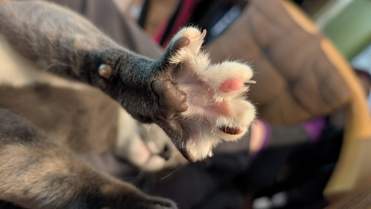 A grey cat paw with pink and grey beans all stretched out!