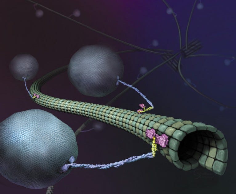 Illustration of kinesin on a microtubule Illustration of kinesin on a microtubule