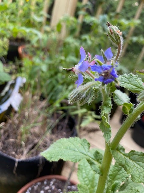 Blue borage blossoms