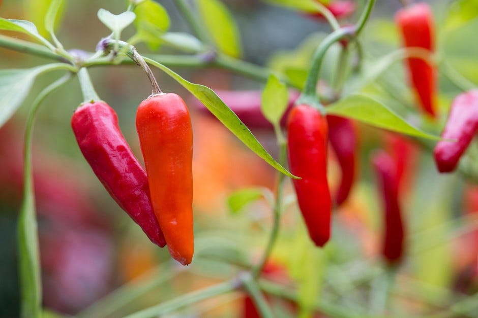 Hot chillies to grow | BBC Gardeners World Magazine