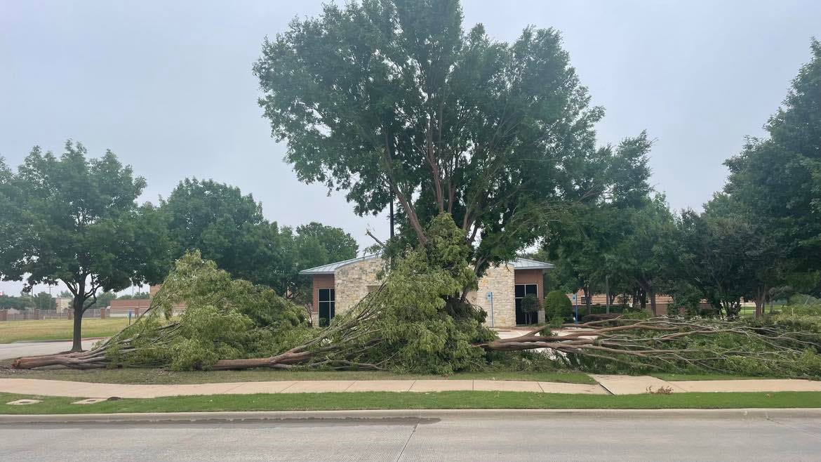 Large branches obscuring a bank branch