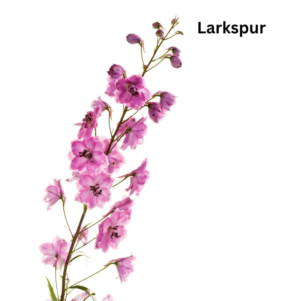 Larkspur