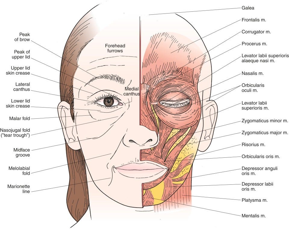 Abnormal Movements of the Face | Ento Key