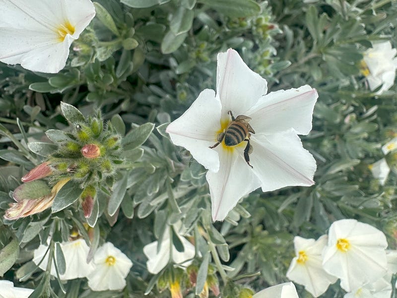 Bee inside of white flower