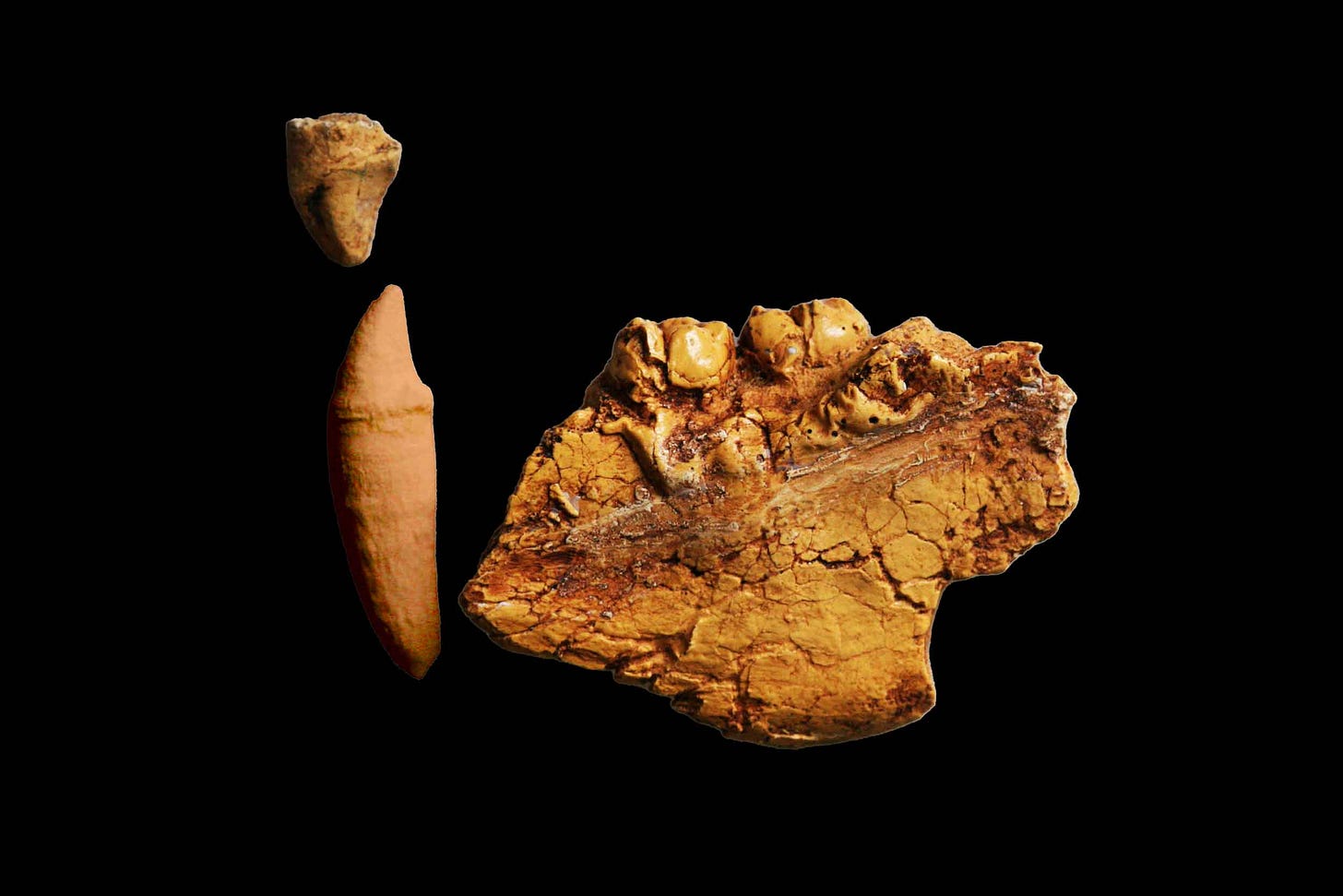 An upper and lower canine together with a fragment of mandible with two molar teeth visible An upper and lower canine together with a fragment of mandible with two molar teeth visible