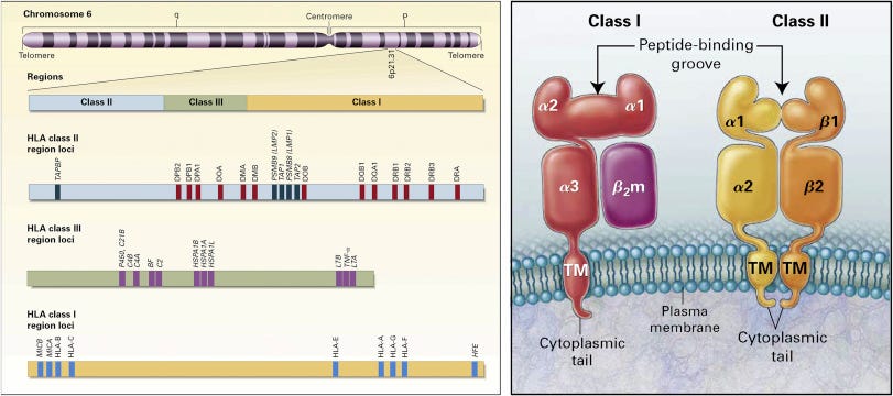 Human Leukocyte Antigens - ScienceDirect