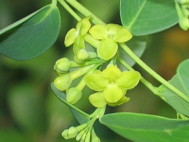 Wikstroemia indica [Tie Bush - flowers & foliage wikicommons].jpg