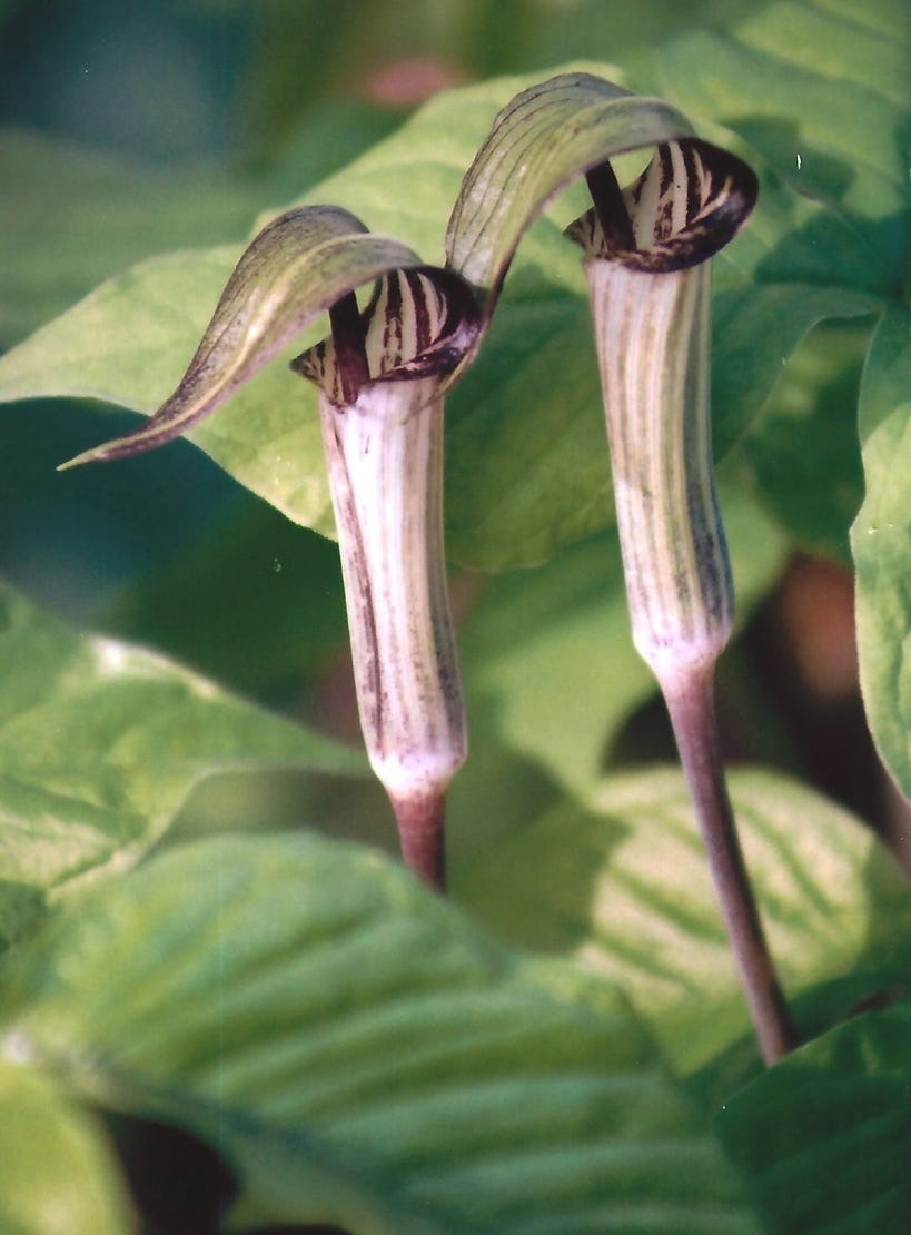 A picture containing flower, terrestrial plant, plant, plant stem

Description automatically generated