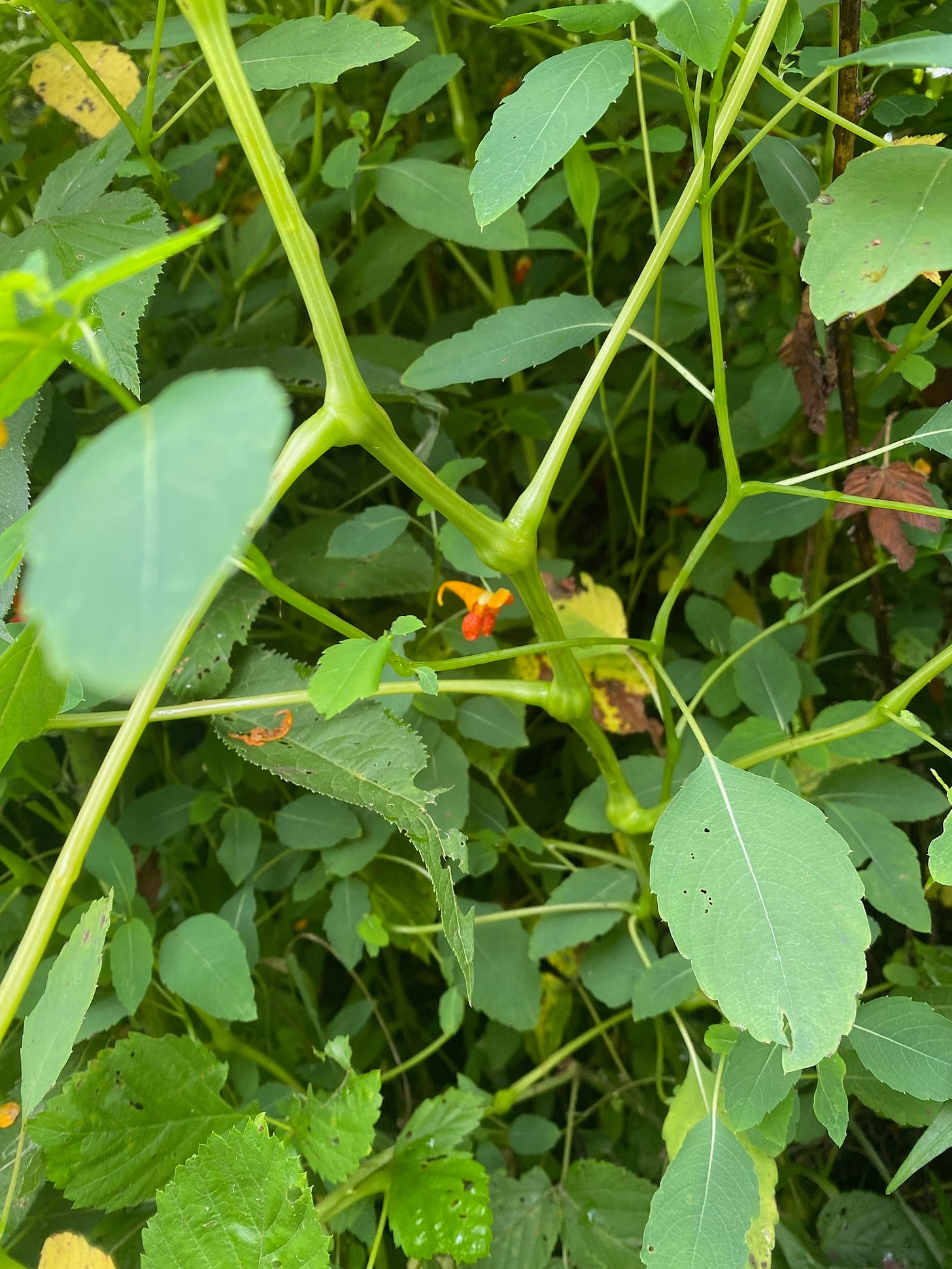 succulent stems of jewelweed 