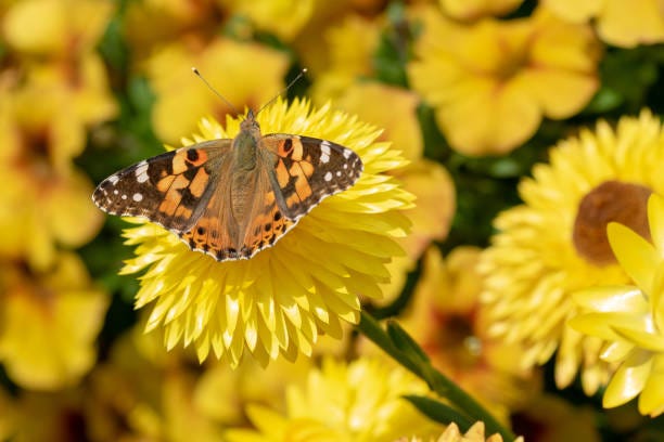 A Painted Lady Butterfly on a Strawflower Close-up of a Painted Lady Butterfly (Vanessa cardui) on a yellow Strawflower (Xerochrysum bracteatum) with its wings open in bright sunshine british butterflies stock pictures, royalty-free photos & images