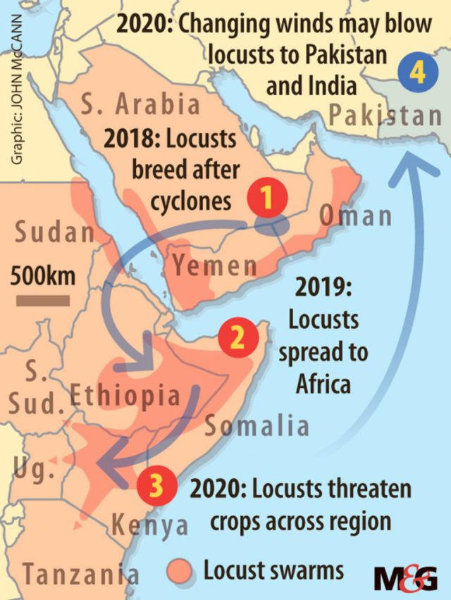 A map showing that the locusts starting in Saudi Arabia and spread into East Africa