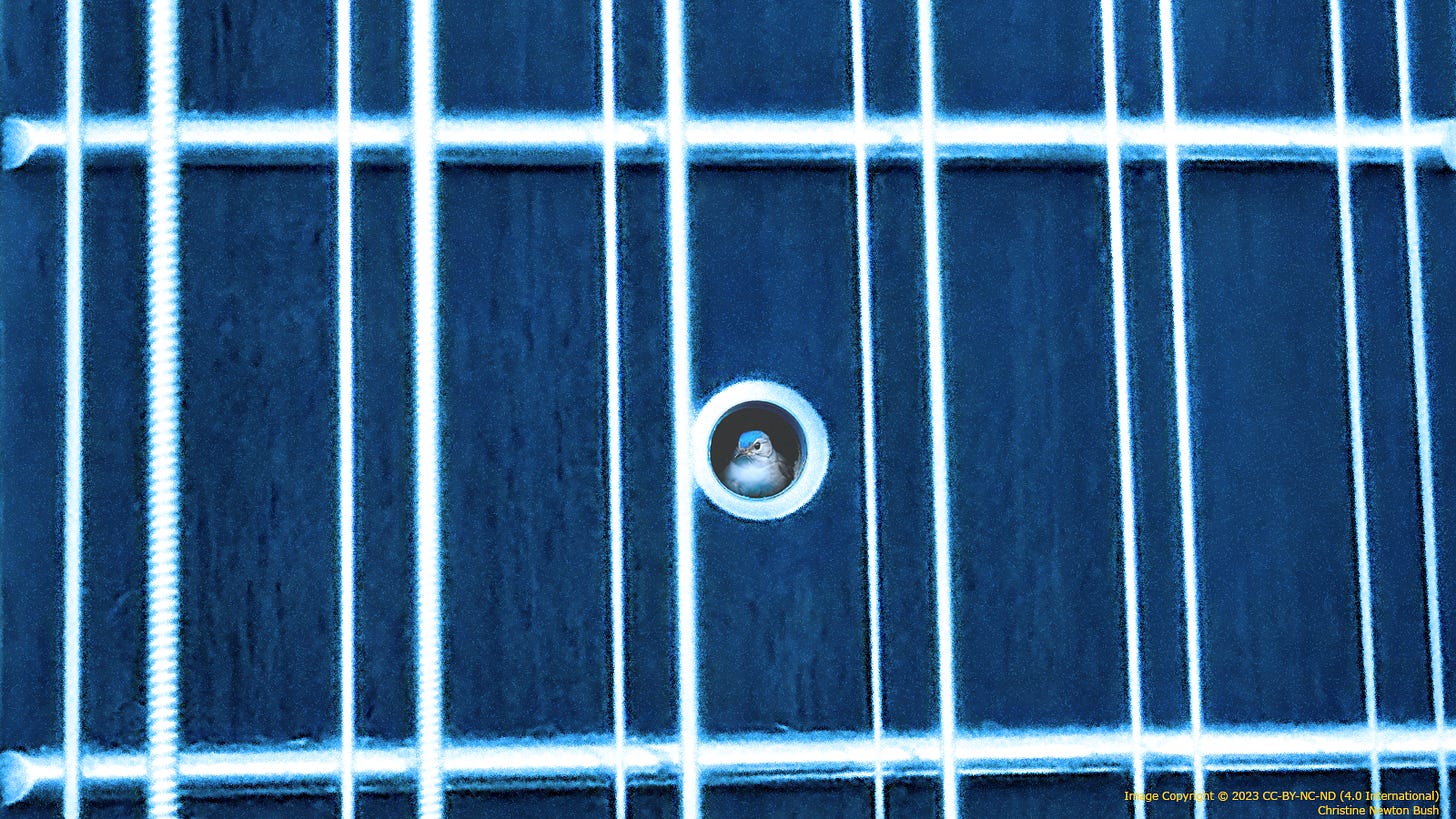 Detail of the fretboard of a 12-string acoustic guitar where a tiny songbird might find a home, an hommage to Picasso's blue guitar.