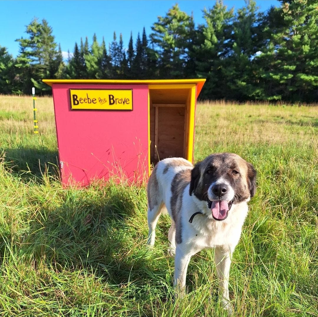 how to make homemade dog-food