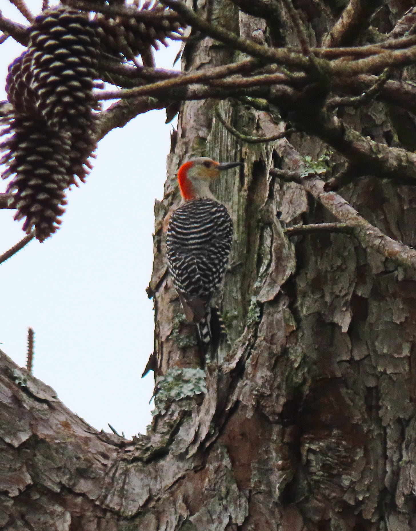 A woodpecker in a pine tree