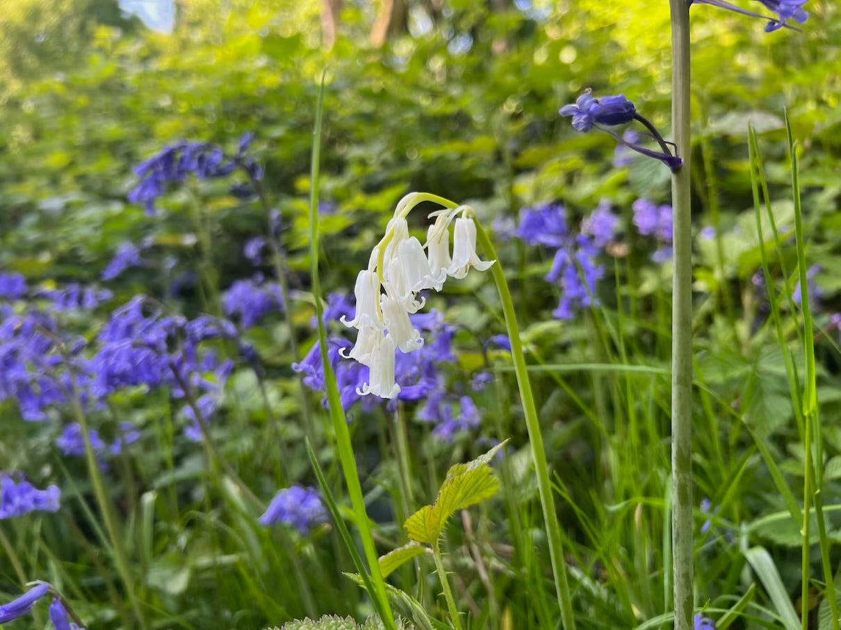 A cluster of delicate white bluebells stands out in the foreground of a woodland scene, surrounded by a sea of vibrant purple-blue bluebells and lush green foliage, softly blurred in the background.