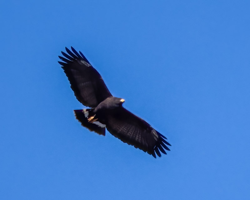 20240317HawkWatch-24-Edit.jpg