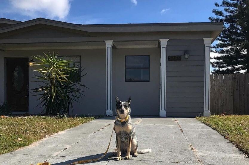 Scout the Australian cattle dog the very first time she visited her new house in Melbourne, Florida