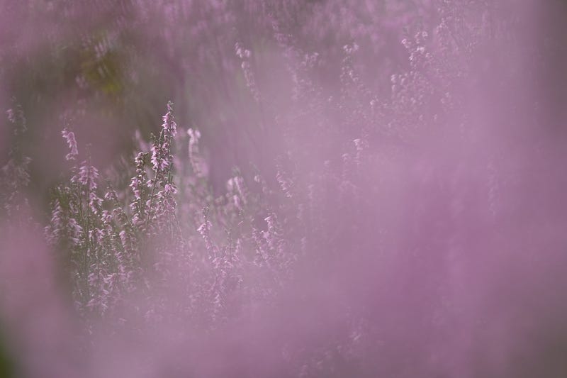 A profusion of soft purple flowers on ling (Calluna vulgaris) seen close up