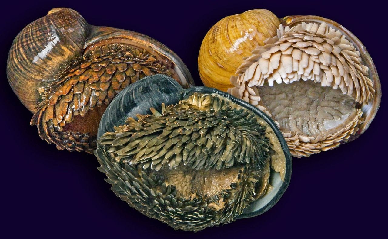 Ogni popolazione isolata di molluschi squamosi vive vicino a una sorgente idrotermale con diversi livelli di ferro, che cambiano il colore delle conchiglie del mollusco.