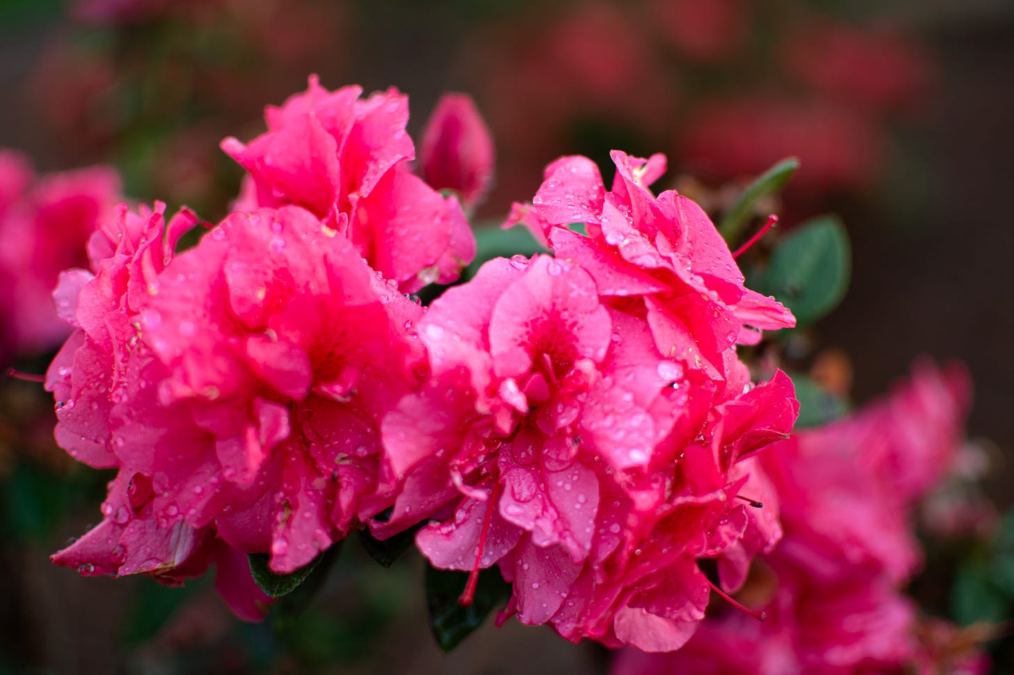 cluster of dark pink azaleas with water drops after the rain agains a dark blurry background