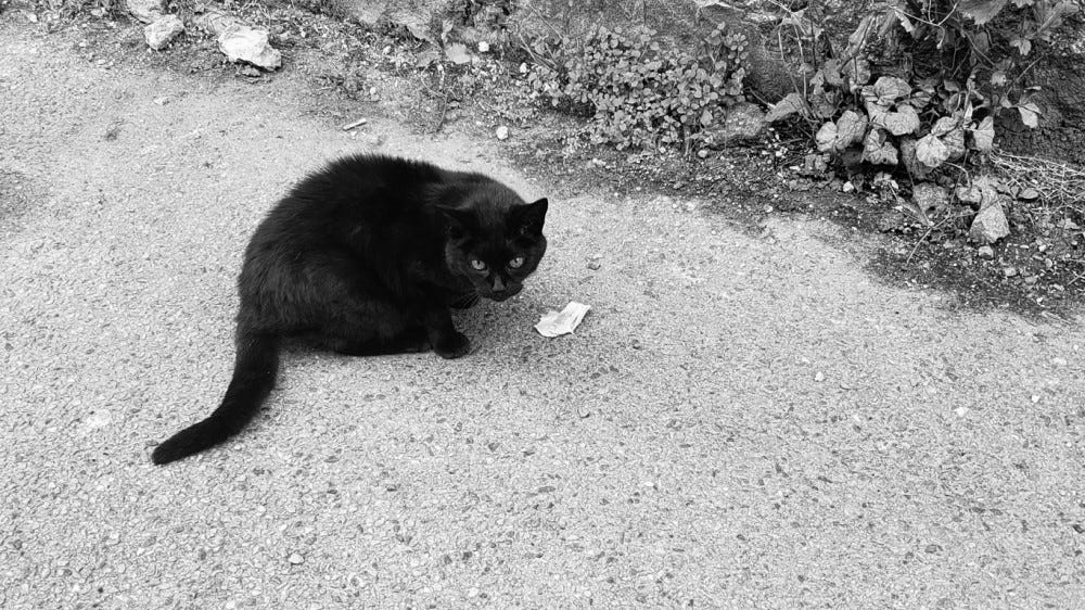 A black cat looks at the camera, caught in the act of eating a piece of ham