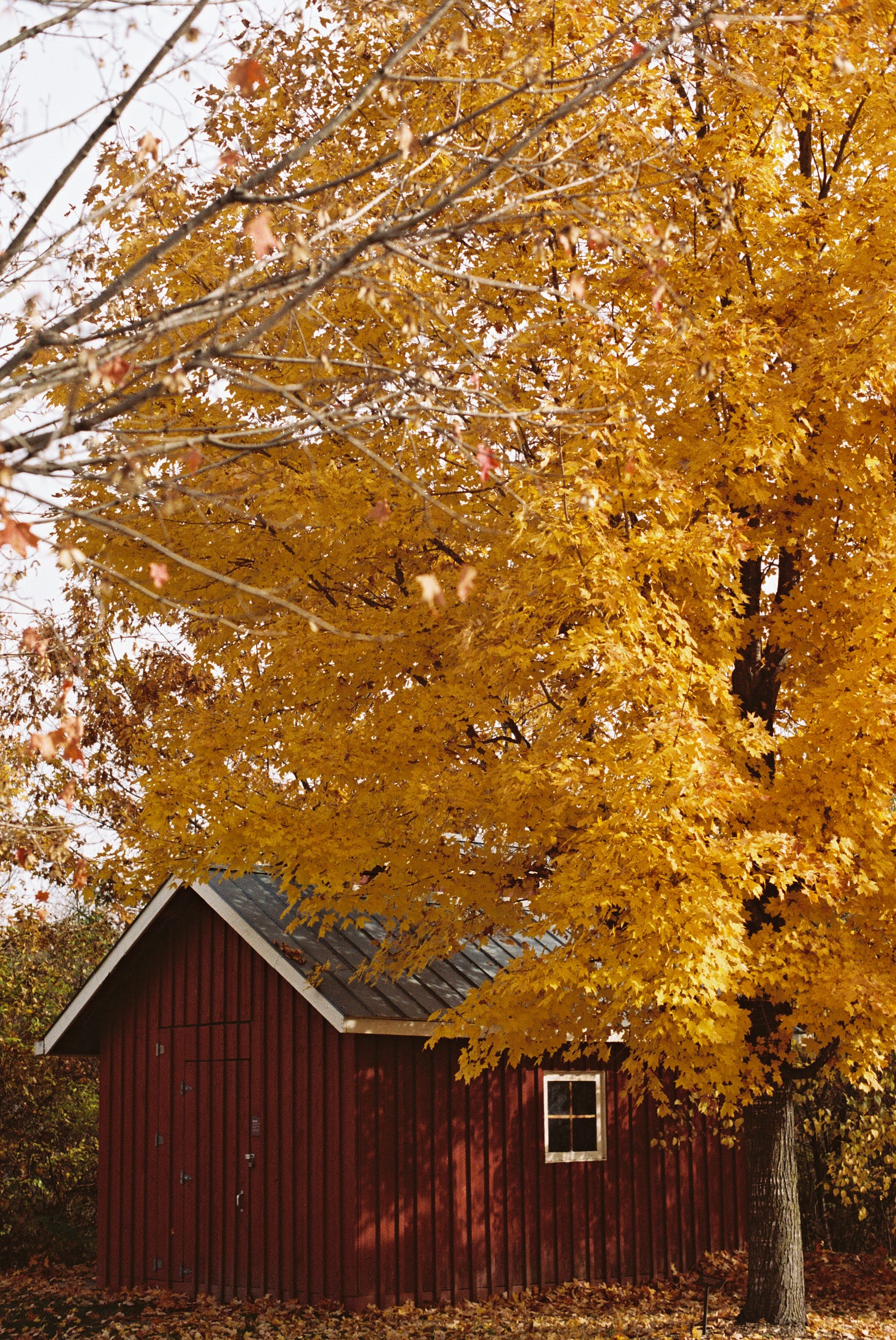 A red, barn-like shed is partly hidden by a large tree with golden leaves.